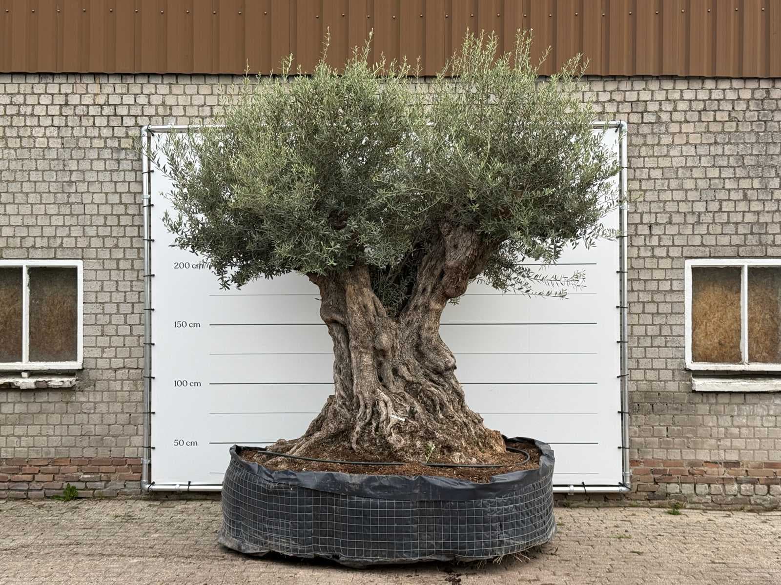 Einde seizoen opruimveiling palmen, olijfbomen en fruitbomen
