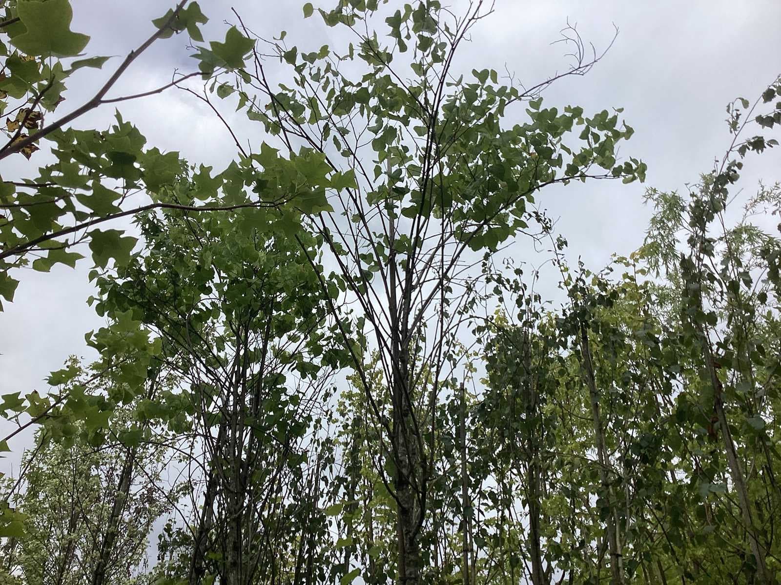 Removal of avenue, fruit and ornamental trees in connection with takeover