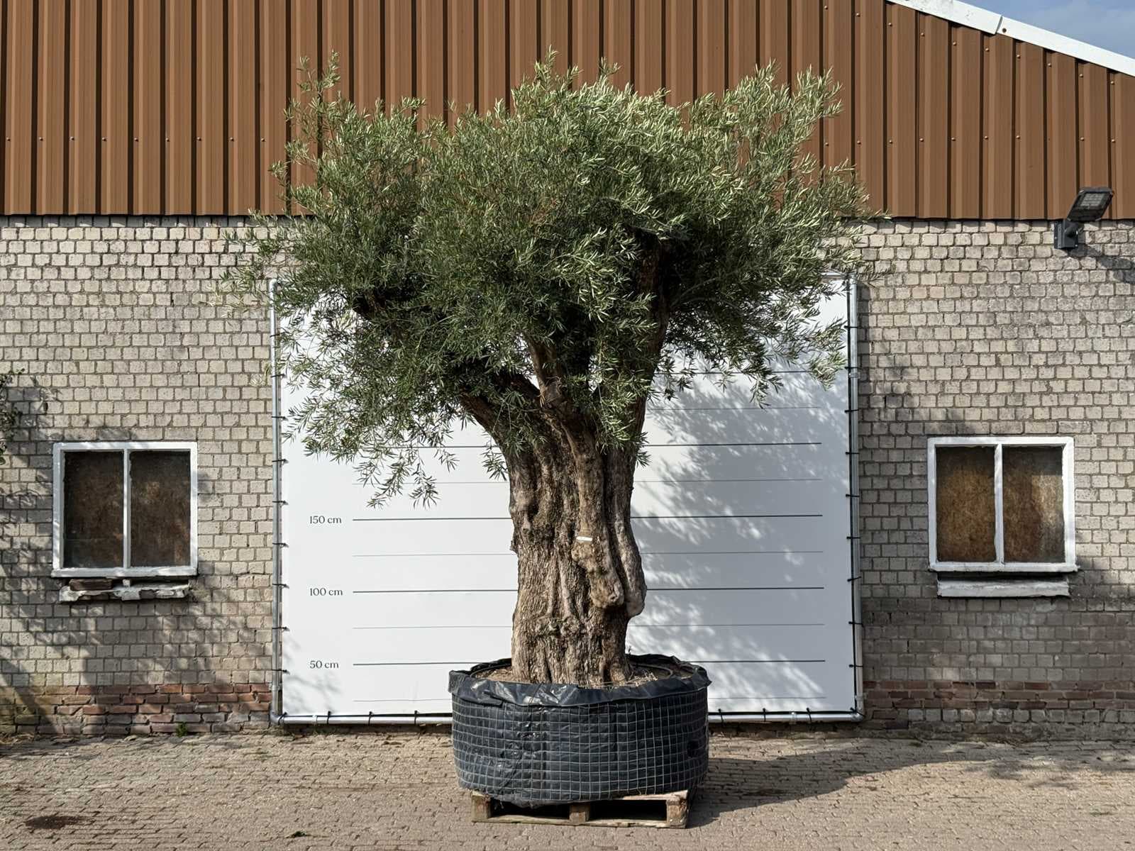 Mediterranean palms, olive trees, fruit trees and plants