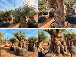 Auction of Ancient and Ornamental Olive Trees – Mediterranean Specimens