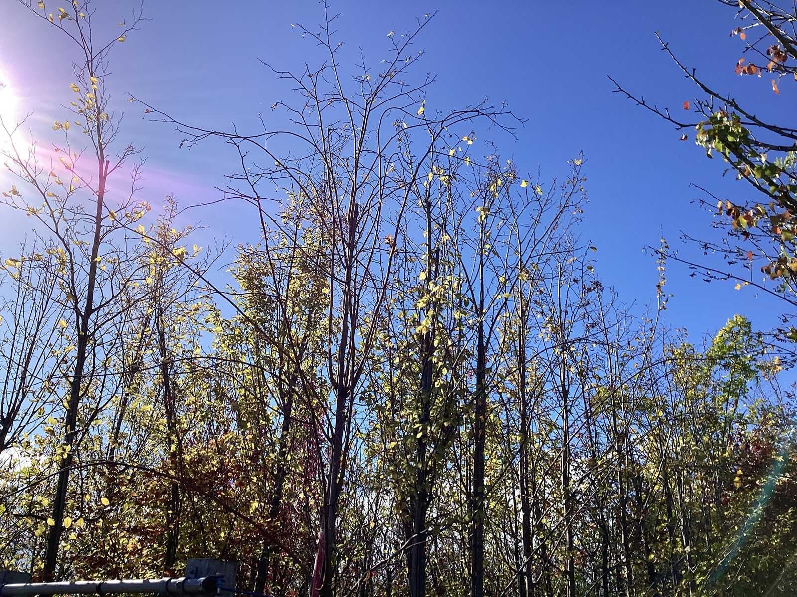 Fruit-, laan-, sierbomen en struiken