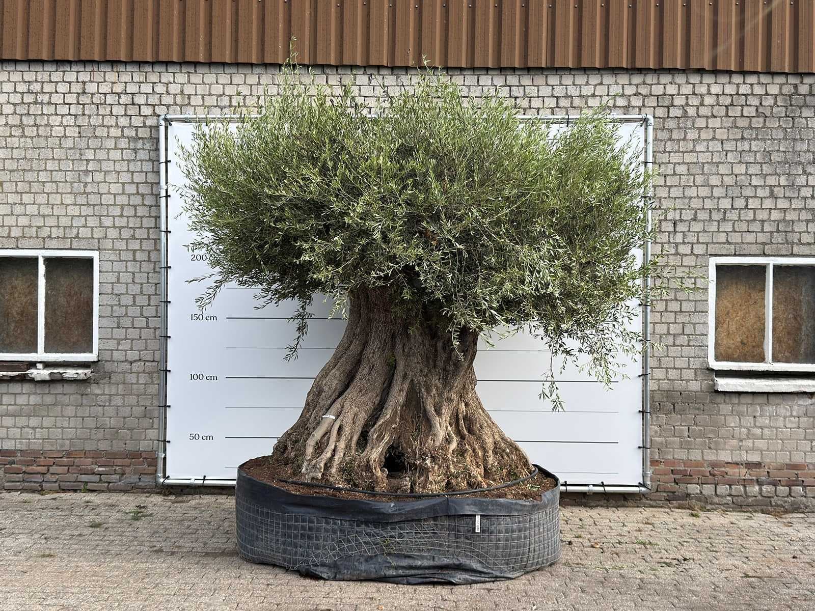 Einde seizoen opruimveiling mediterrane palmen, olijfbomen, fruitbomen en planten