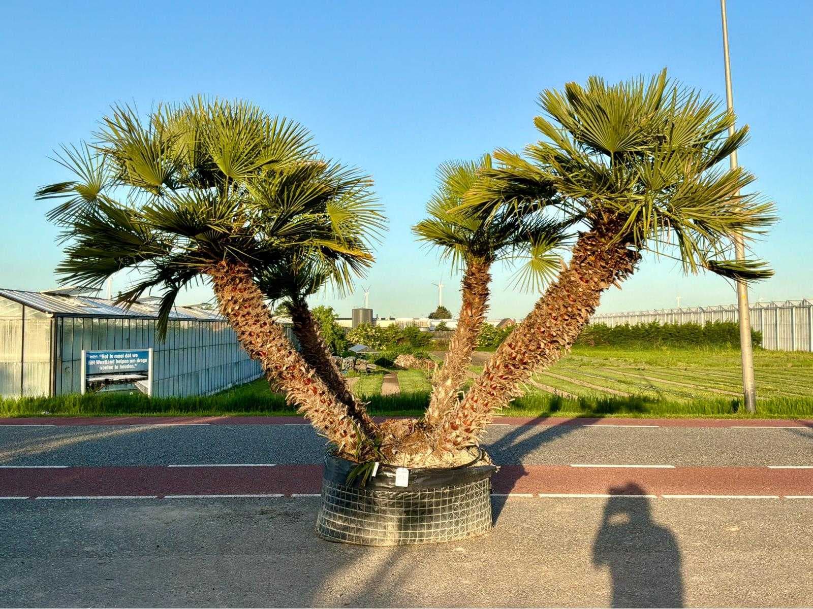 Auction of electrical (switching) materials, olive trees and road plates
