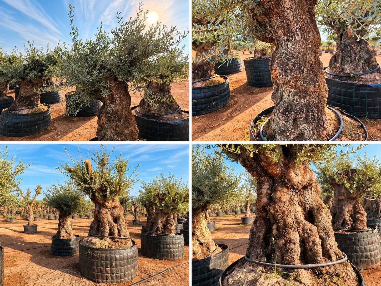 GREAT AUCTION OF CENTENARY OLIVE TREES!