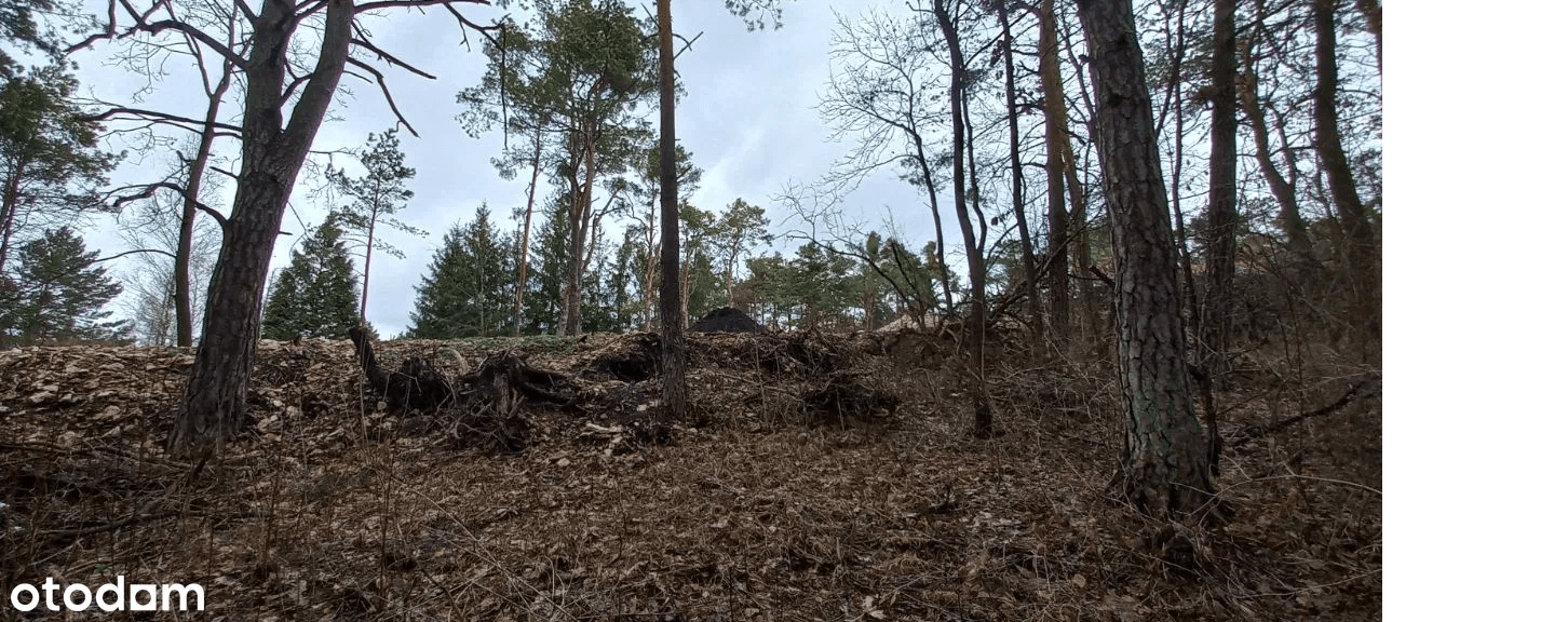 The syndicate in the tender contest will sell the land