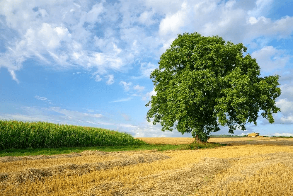 The syndicate will sell land property