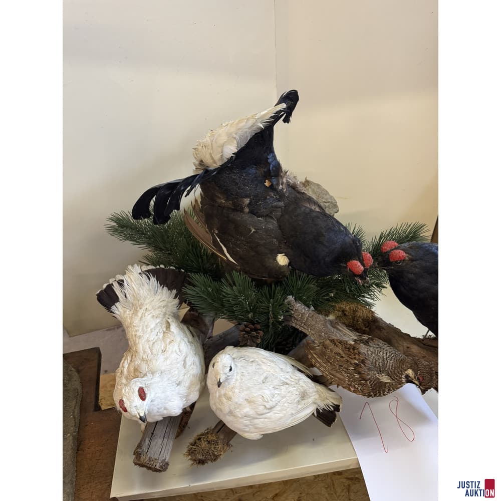 Präparat von europäischen Raufußhuhnarten Birkhahn