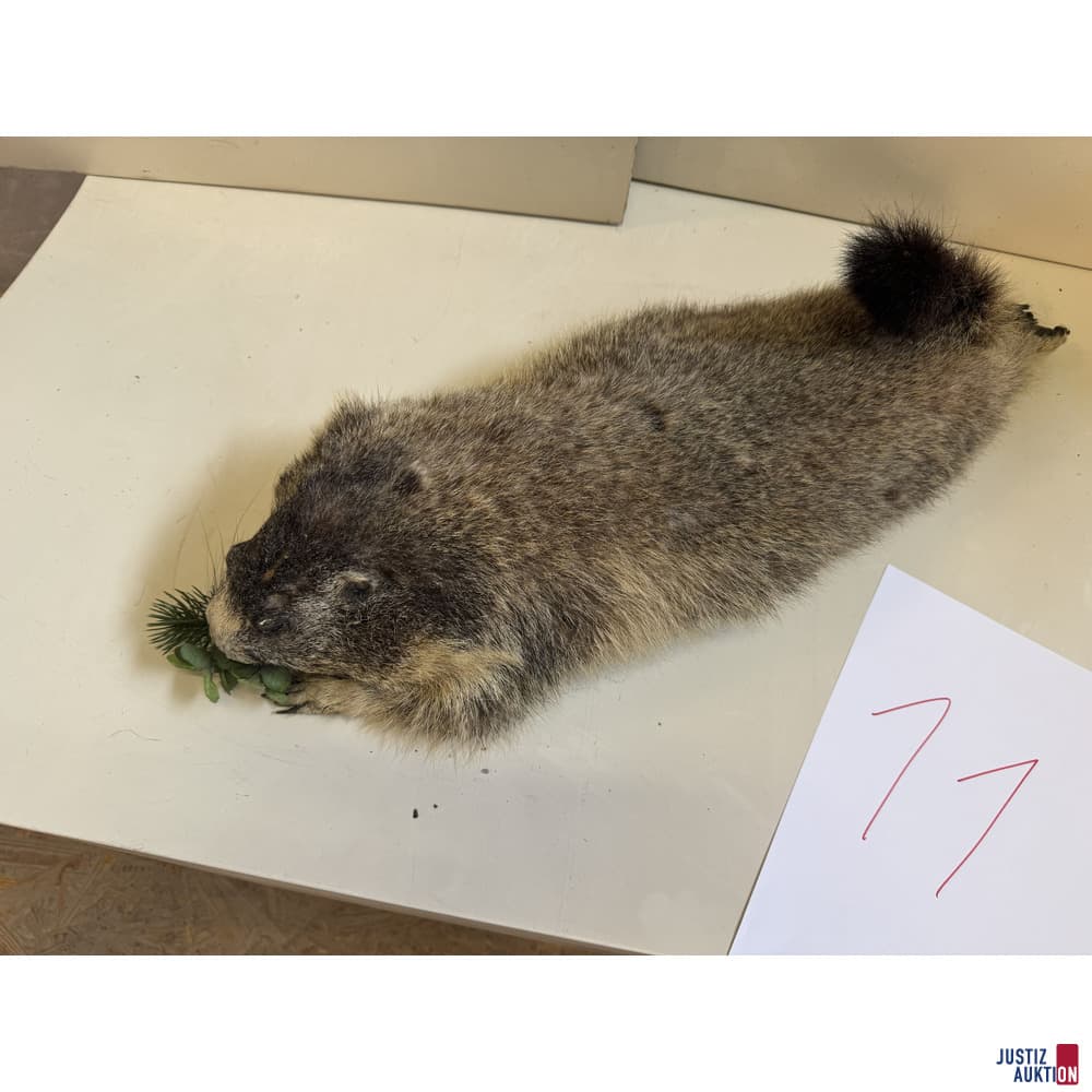 Präparat eines Murmeltieres Ganzkörperpräparat