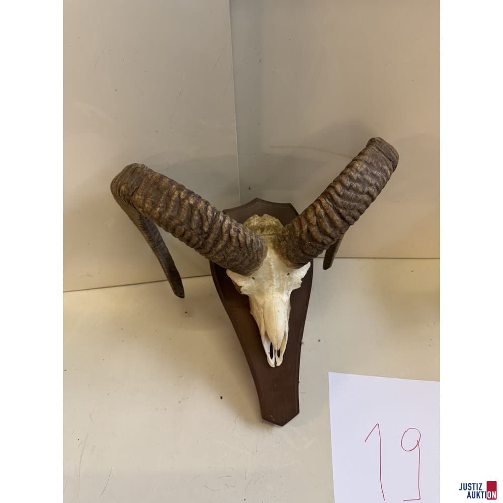 Mounted Skull Trophy of a Mouflon Ram