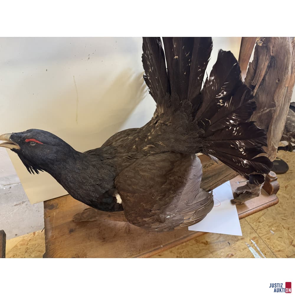 Tierpräparat balzender Auerhahn