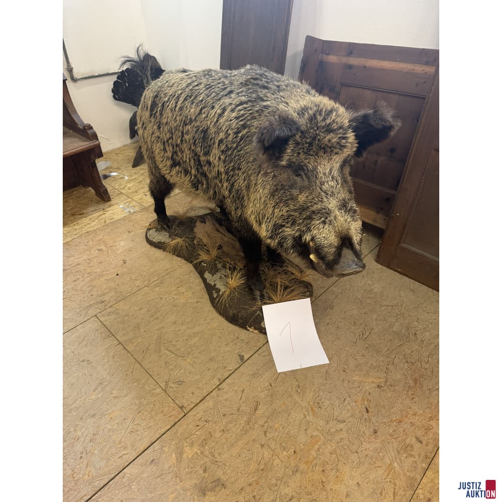 Ganzkörperpräparat eines ausgewachsenen Wildschweins