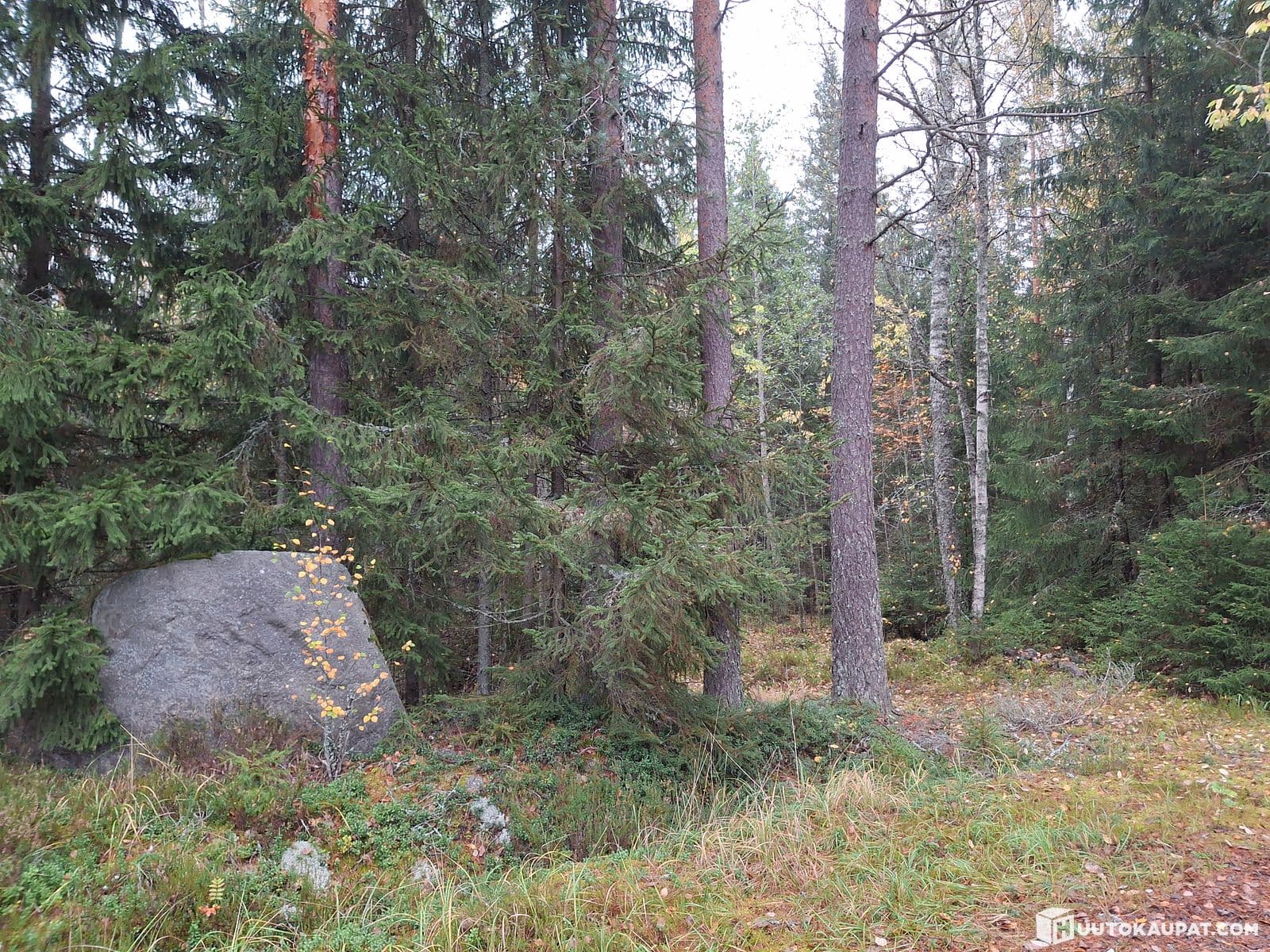 Foreclosed forest property in Viikinkulma, Forssa