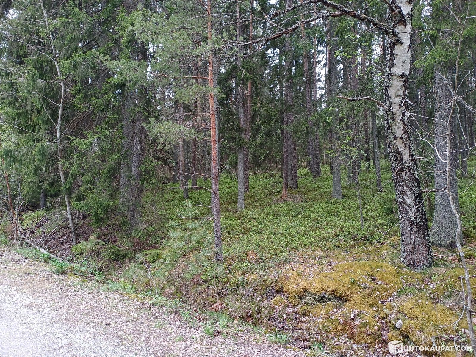 Foreclosed forest property, Sauvo
