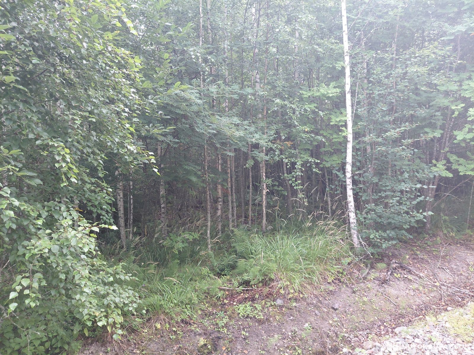 Exempted non-constructed property 0,5227 ha in Lohja Pusula, Lohjoa