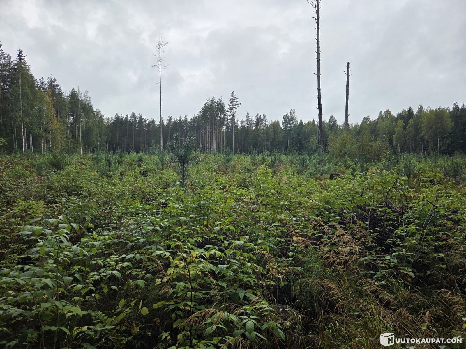 Forest plot in Korpilahti Rähkälä, Jyväskylä