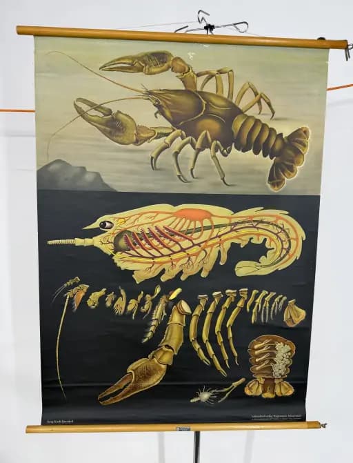 Lobster Poster Jung-Koch-Quentell
