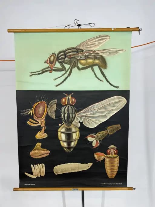 Fly Poster Jung-Koch-Quentell
