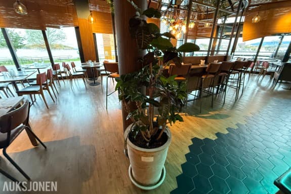 Stor dekorativ grønn plante i potte – restaurant- og kontorinnredning