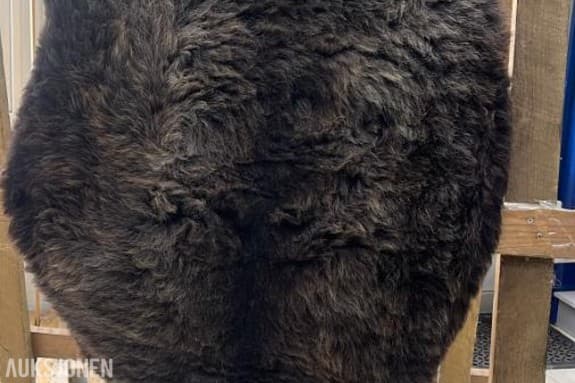 5 stk ekte welsh saueskinn - kvalitets skinn