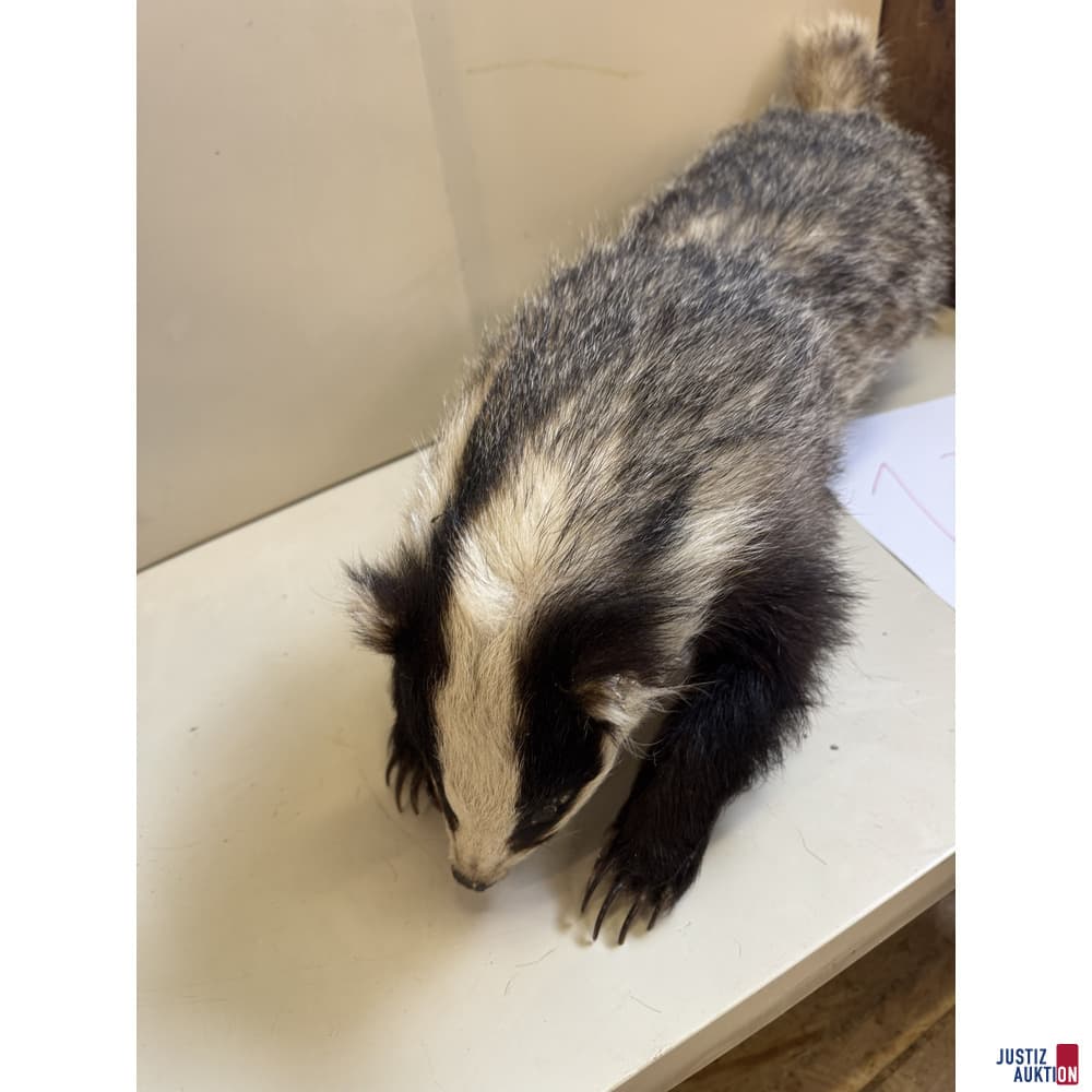 Full-body specimen of a European badger