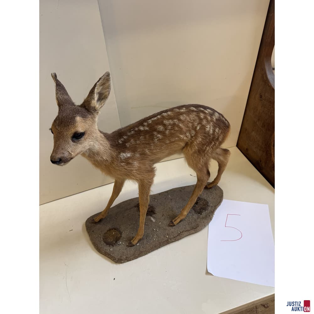 Präparat stehendes Rehkitz